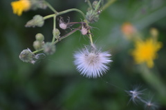 Sonchus arvensis uliginosus