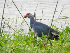 Porphyrio poliocephalus