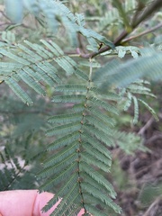 Acacia loroloba