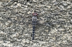 Bradinopyga strachani