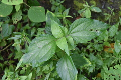 Synedrella nodiflora