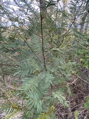 Acacia loroloba