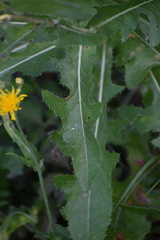 Sonchus arvensis uliginosus