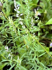 Polygala paniculata