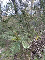 Acacia loroloba