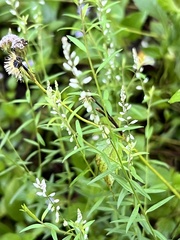 Polygala paniculata