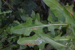 Sonchus arvensis uliginosus