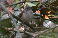 Illadopsis albipectus