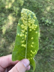 Sonchus arvensis uliginosus