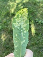 Sonchus arvensis uliginosus