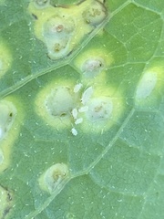 Aphidomorpha