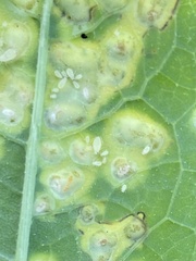 Aphidomorpha