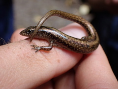 Cryptoblepharus poecilopleurus