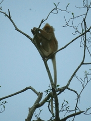 Trachypithecus cristatus cristatus
