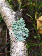 Hypogymnia physodes