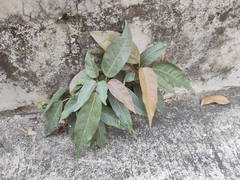 Ficus virens
