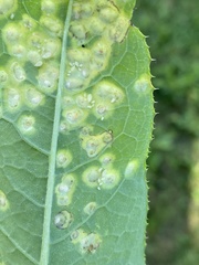 Aphidomorpha