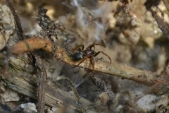 Phrurolithus