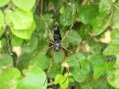 Nephila kuhli