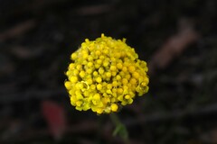 Gnaphalieae