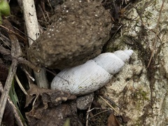 Euglandina rosea