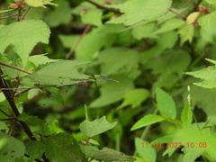 Pseudagrion