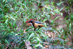 Acanthorhynchus tenuirostris