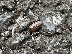 Armadillidium vulgare