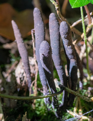 Xylaria longipes