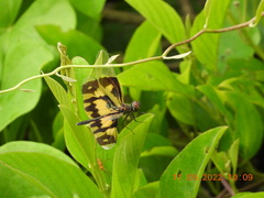 Rhyothemis variegata