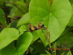 Rhyothemis variegata