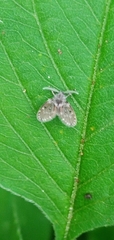Psychodidae