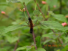 Spilarctia subcarnea