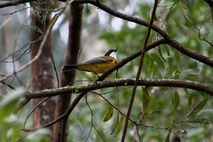 Pachycephala pectoralis