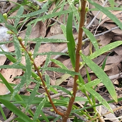 Pimelea axiflora axiflora