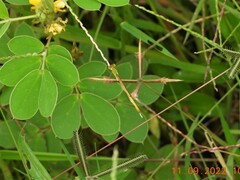 Ceriagrion coromandelianum