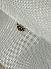 Coccinula quatuordecimpustulata
