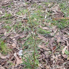 Pimelea axiflora axiflora