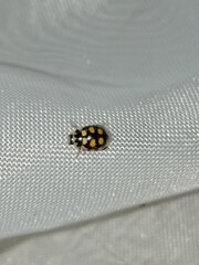 Coccinula quatuordecimpustulata