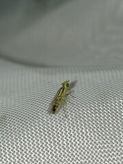 Meromyza