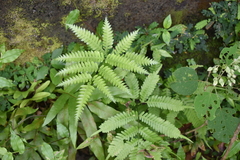 Dicranopteris linearis