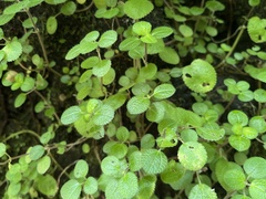 Pilea nummulariifolia
