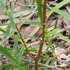 Pimelea axiflora axiflora