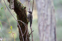 Cormobates leucophaea
