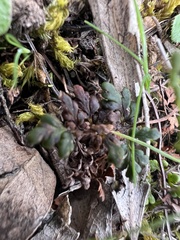 Cheilanthes sieberi sieberi