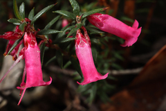 Epacris impressa