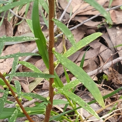 Pimelea axiflora axiflora