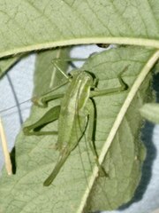 Poecilimon intermedius