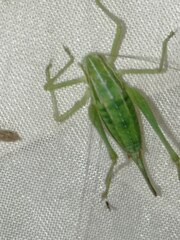 Poecilimon intermedius