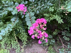 Lagerstroemia indica